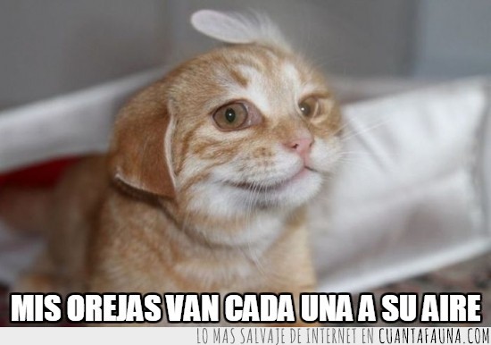 gato,orejas,forma,doblada,al reves